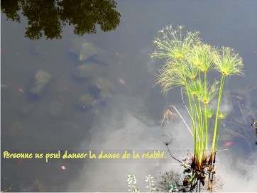 Plante_dans_eau_pour_Blog.jpg